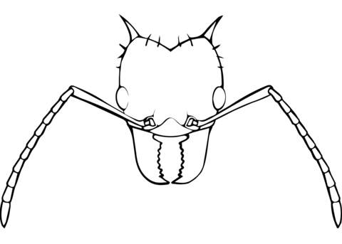 Leafcutter Ant Coloring Page